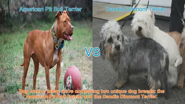 Video thumbnail for American Pit Bull Terrier vs. Dandie Dinmont Terrier: A Breed Comparison