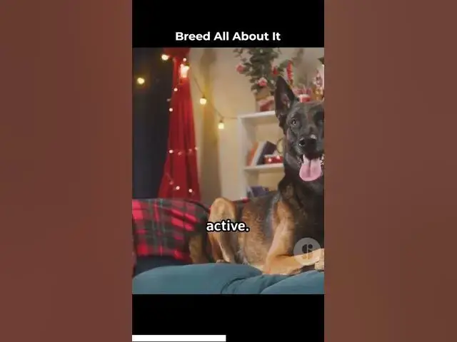 Video thumbnail for High energy and stamina Excellent for working roles