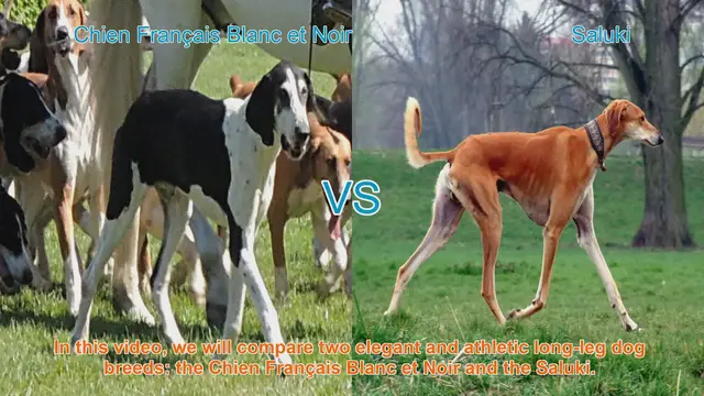 Video thumbnail for Comparing Chien Français Blanc et Noir and Saluki: A Breed Analysis
