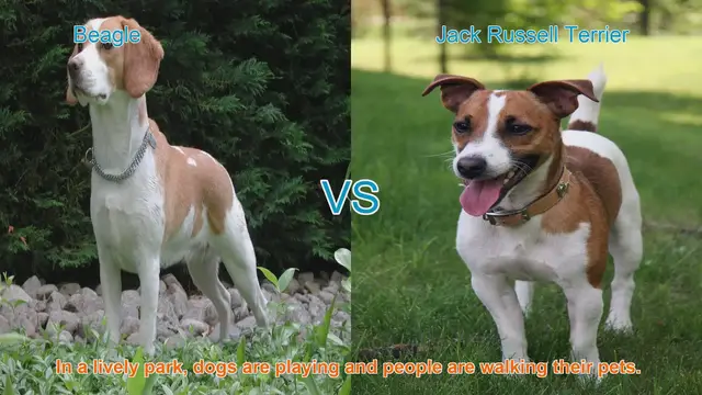 Video thumbnail for Beagle vs. Jack Russell Terrier: A Comparison of Beloved Dog Breeds