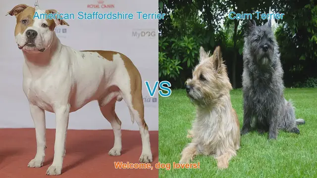 Video thumbnail for American Staffordshire Terrier vs. Cairn Terrier: A Breed Comparison