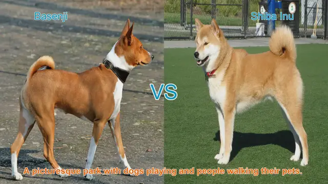 Video thumbnail for Basenji vs. Shiba Inu: A Detailed Breed Comparison