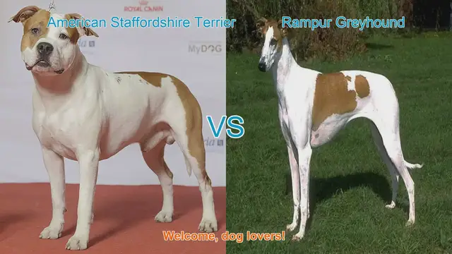 Video thumbnail for American Staffordshire Terrier vs. Rampur Greyhound: A Breed Comparison