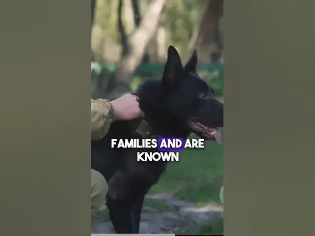 'Video thumbnail for Temperament German Shepherds and Malinois'
