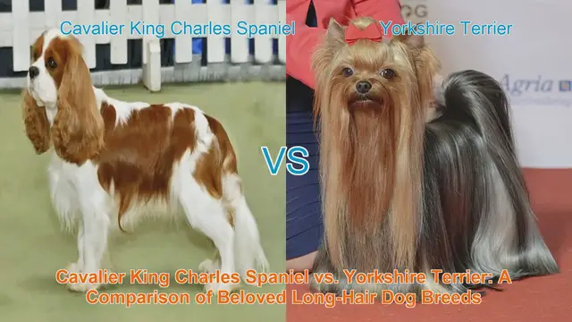 Video thumbnail for Cavalier King Charles Spaniel vs. Yorkshire Terrier: A Comparison of Beloved Long-Hair Dog Breeds