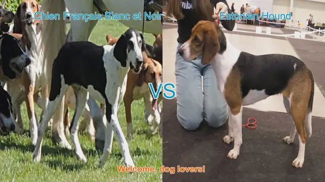 Video thumbnail for Dog Breed Showdown: Chien Français Blanc et Noir vs. Estonian Hound