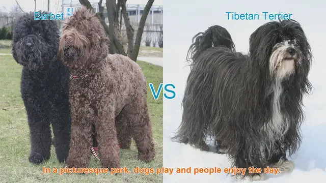 Video thumbnail for Barbet vs. Tibetan Terrier: A Comparison of Two Long-Haired Breeds