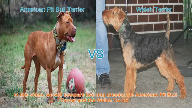 Video thumbnail for American Pit Bull Terrier vs. Welsh Terrier: A Comprehensive Comparison