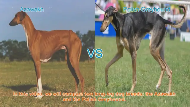 Video thumbnail for Azawakh vs. Polish Greyhound: A Breed Comparison