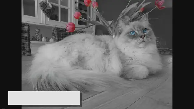 Video thumbnail for Ragamuffin Showdown: How Do They Measure Up to Ragdolls?