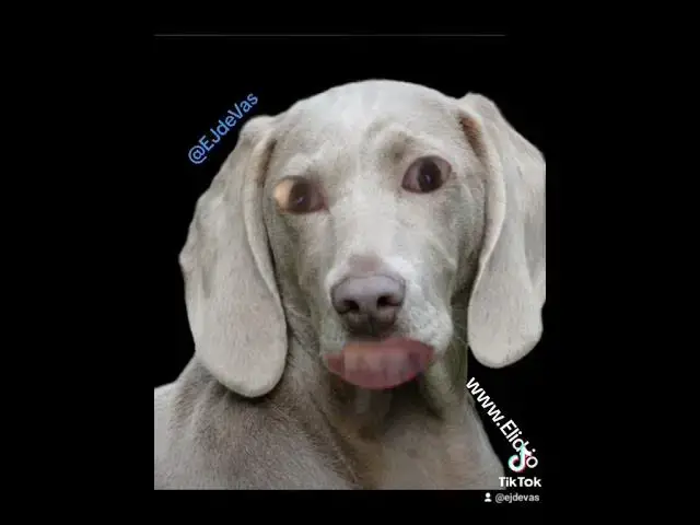 Video thumbnail for this dog growls in setswana