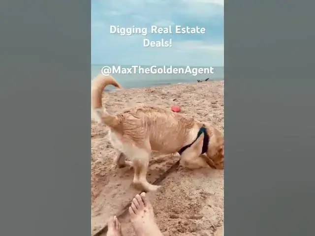 Video thumbnail for I work hard to get the best Real Estate Deals for my clients! #maxthegoldenagent #realestate #dogs
