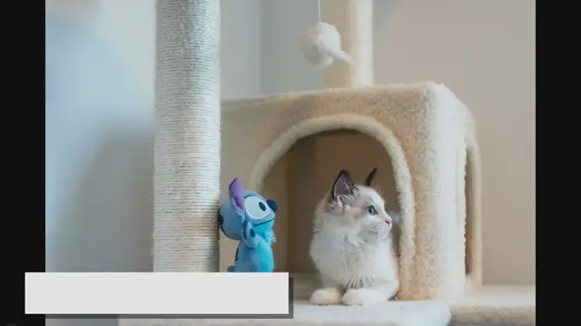 Video thumbnail for 10 Challenges of Owning a Ragdoll: A Solution Guide