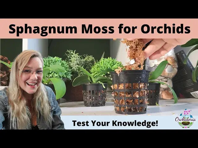 Video thumbnail for Orchids & Sphagnum Moss: How Much do You  Know?