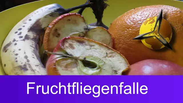 Kleine Fliegen in der Blumenerde bekmpfen (Trauermcken)  Philognosie