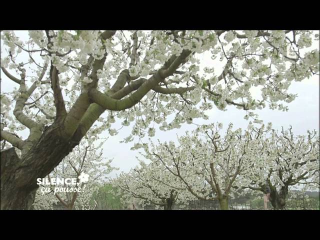 Video thumbnail for Gueules cassées   Les fruits et légumes moches sont aussi bons que les autres