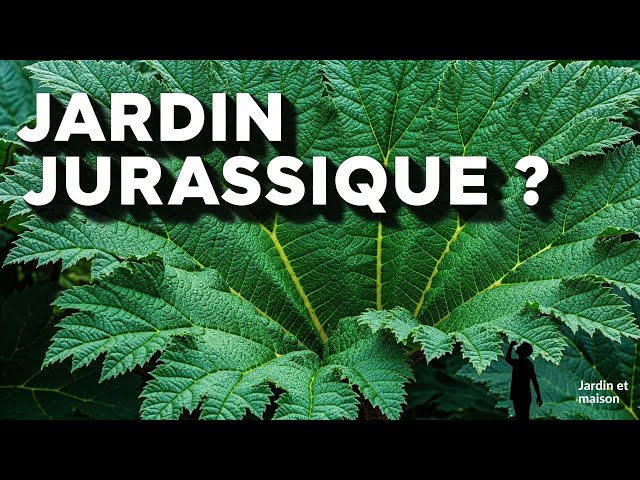 Video thumbnail for Gunnera Manicata  La Rhubarbe Géante qui n'en est pas une ! ATTENTION