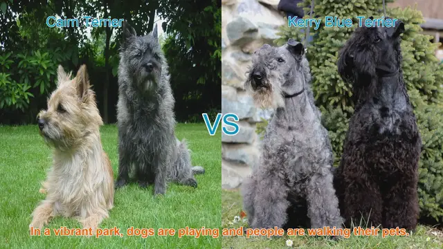 Video thumbnail for Cairn Terrier vs. Kerry Blue Terrier: A Comparison of Two Spirited Breeds