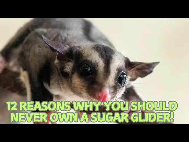 Video thumbnail for 12 Reasons Why You Should Never Own a Sugar Glider! 🚫🐾