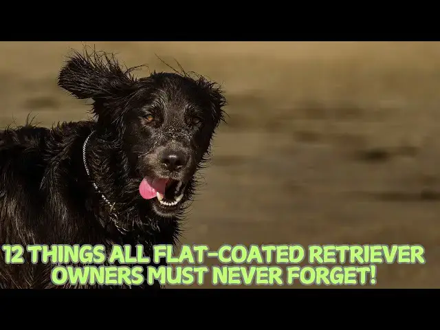 Video thumbnail for 12 Things All Flat-Coated Retriever Owners Must Never Forget! 🐕✨