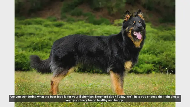 Video thumbnail for Best Diet for Your Bohemian Shepherd: Keep Your Dog Healthy and Energetic