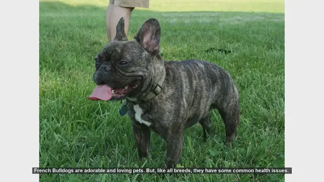 Video thumbnail for Caring for Your French Bulldog: Common Health Issues and Solutions