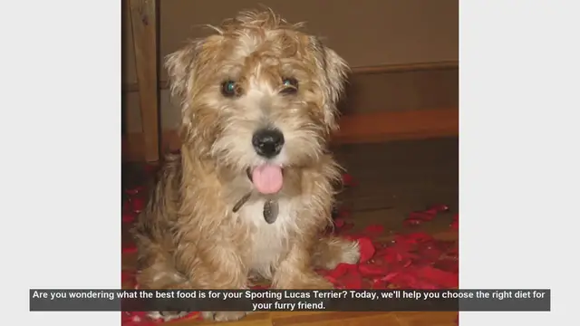 Video thumbnail for Best Diet for Your Sporting Lucas Terrier: Tips for a Healthy and Energetic Dog