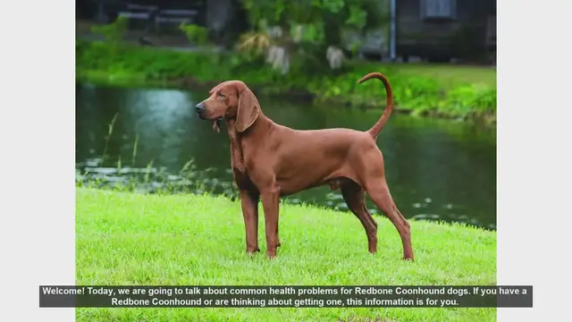Video thumbnail for Common Health Problems in Redbone Coonhounds: What You Need to Know