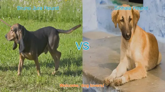 Video thumbnail for Comparing Bruno Jura Hound and Sinhala Hound: Traits and Characteristics