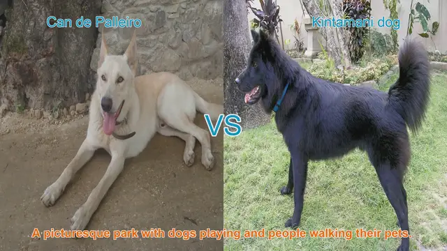 Video thumbnail for Can de Palleiro vs. Kintamani Dog: A Comprehensive Comparison