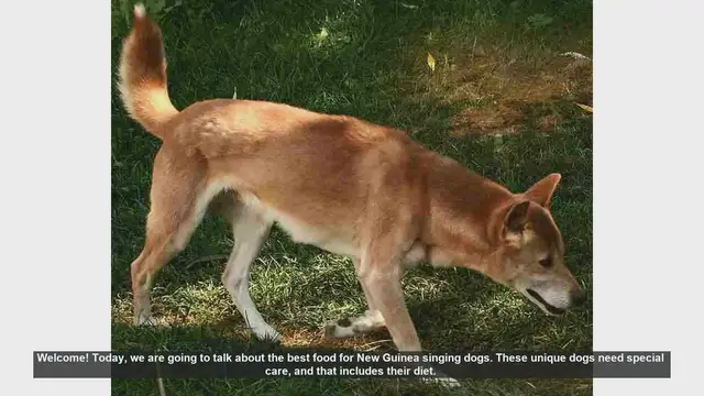 Video thumbnail for Best Diet for New Guinea Singing Dogs: Essential Tips