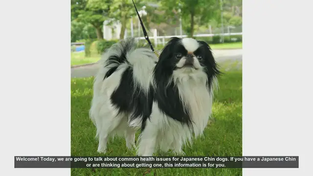 Video thumbnail for Common Health Issues in Japanese Chin Dogs: What You Need to Know