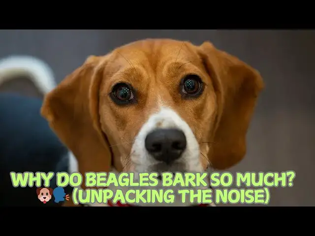 Video thumbnail for Why Do Beagles Bark So Much? 🐶🗣️ (Unpacking the Noise)
