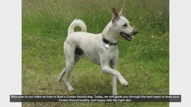 Video thumbnail for How to Feed Your Cretan Hound: Essential Tips for a Healthy Diet