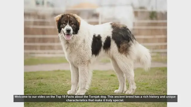 Video thumbnail for Top 10 Fascinating Facts About the Tornjak Dog