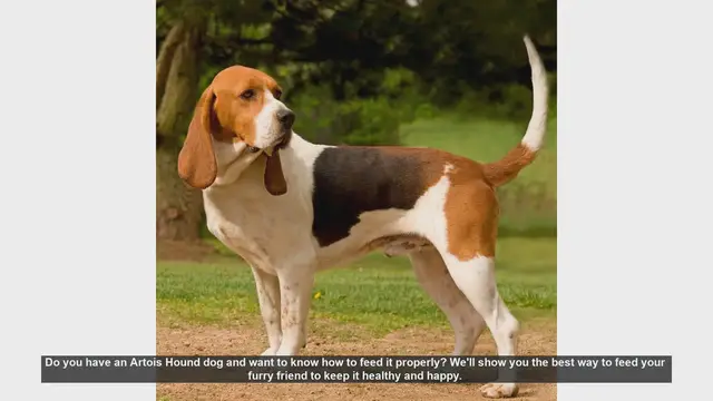 Video thumbnail for How to Properly Feed Your Artois Hound: Tips for a Healthy and Happy Dog