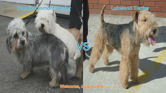 Video thumbnail for Dandie Dinmont Terrier vs. Lakeland Terrier: A Comparison of Two Unique Dog Breeds