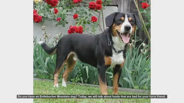 Video thumbnail for Foods to Avoid for Your Entlebucher Mountain Dog