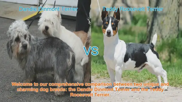 Video thumbnail for Dandie Dinmont Terrier vs. Teddy Roosevelt Terrier: A Comprehensive Comparison