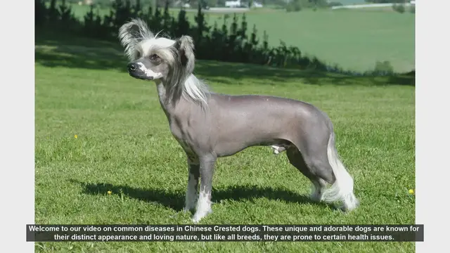 Video thumbnail for Common Health Issues in Chinese Crested Dogs: Prevention and Care Tips