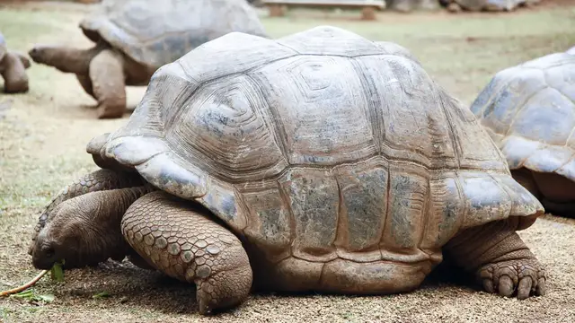 Video thumbnail for Vanille Crocodile Farm | Mauritius