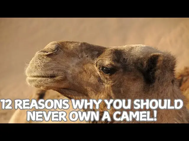 Video thumbnail for 12 Reasons Why You Should Never Own a Camel!🐪