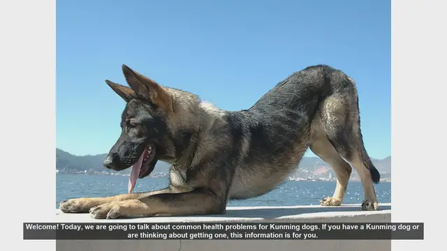 Video thumbnail for Common Health Problems in Kunming Dogs: What You Need to Know
