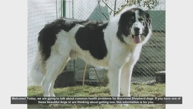 Video thumbnail for Common Health Problems in Bucovina Shepherd Dogs