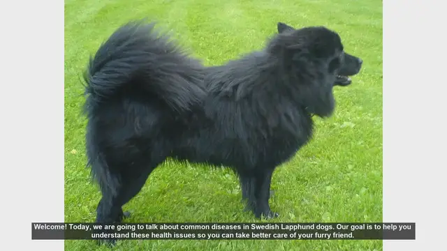 Video thumbnail for Common Health Issues in Swedish Lapphund Dogs: What You Need to Know