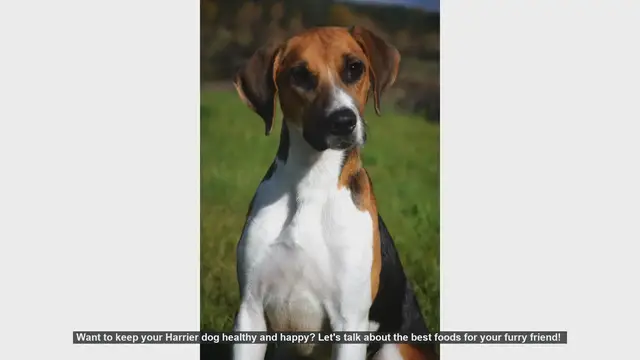 Video thumbnail for Top Foods to Keep Your Harrier Dog Healthy and Happy