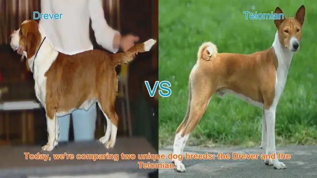 Video thumbnail for Drever vs. Telomian: A Comparison of Unique Dog Breeds