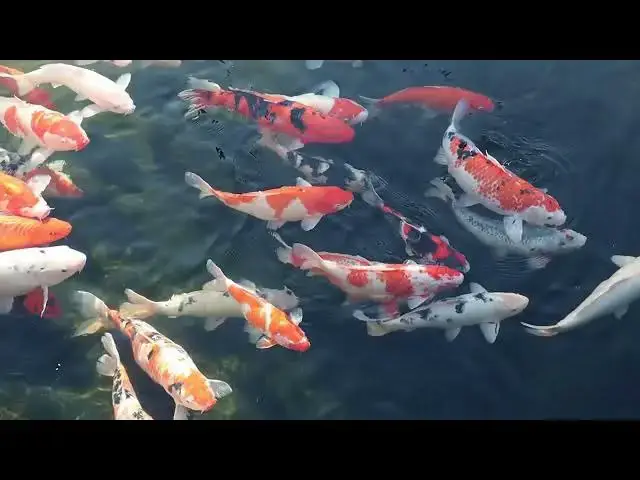 Video thumbnail for Koi Breeding: The Critical Role of pH Levels