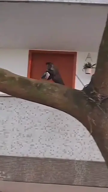 Video thumbnail for Macaco-prego é flagrado roubando só os fortes sobrevivem no rio de janeiro
