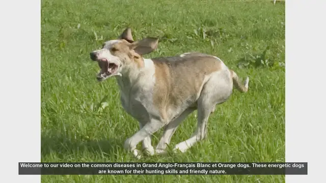 Video thumbnail for Common Health Issues in Grand Anglo-Français Blanc et Orange Dogs